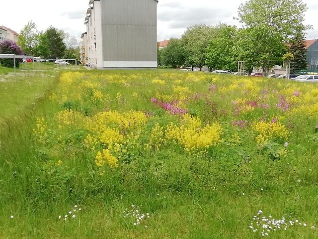 Die BIENENWIESE blüht jetzt wieder in Nebra !