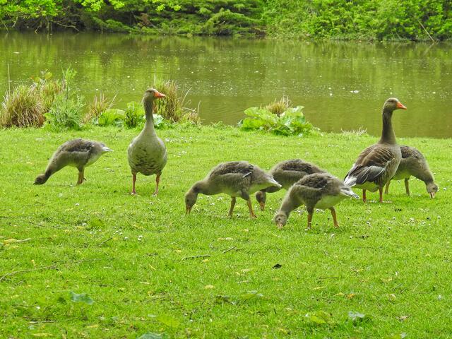 Oh, jetzt erkennt der Fotograf erst, wie groß der Nachwuchs geworden ist. Familie "Fünf" voll in Aktion!