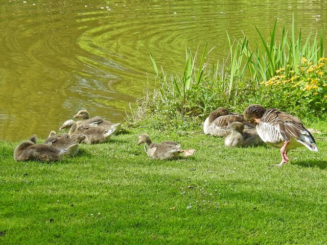Familie "Sechs" liegt wohl auch etwas matt auf der Wiese.