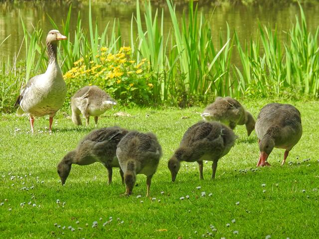 Alle sind wohl ganz schön hungrig. Nur der Vater wacht aufrecht und beobachtet weitere Parkbesucher.