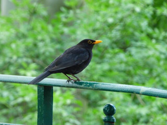 "Was will DIE denn hier?" :-)))))))))))))