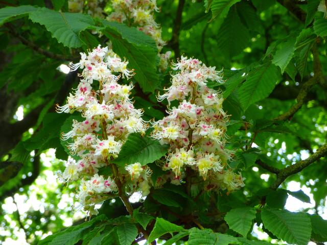 So zart und filigran