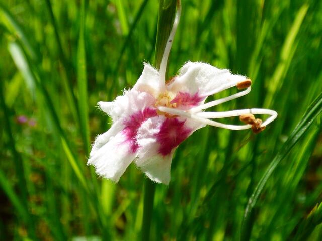 Wie ein kleiner Engel
