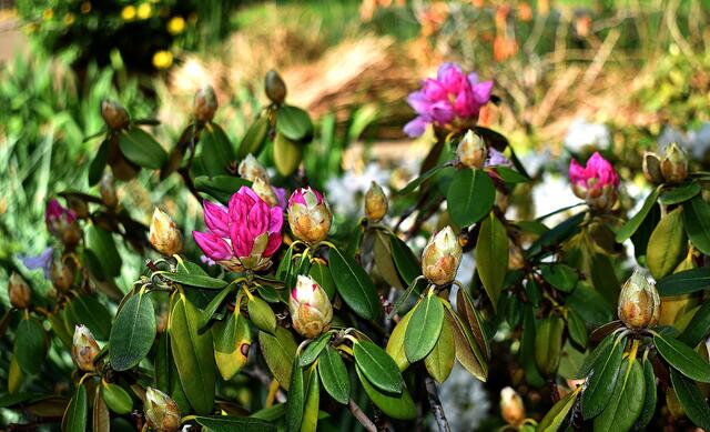 Blütenpracht im Stadtpark