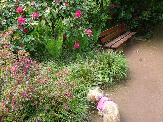 Die kleine alte Dame geht spazieren.