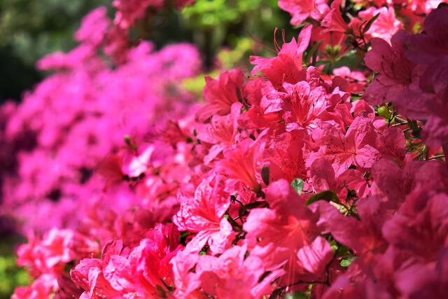 Blütenpracht im Stadtpark