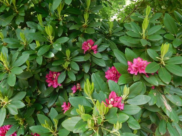 Frühlingsblüten im botanischen Garten Duisburg