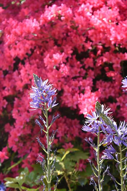 Blütenpracht im Stadtpark