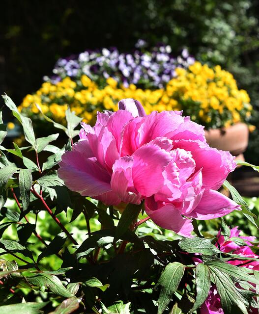 Blütenpracht im Stadtpark
