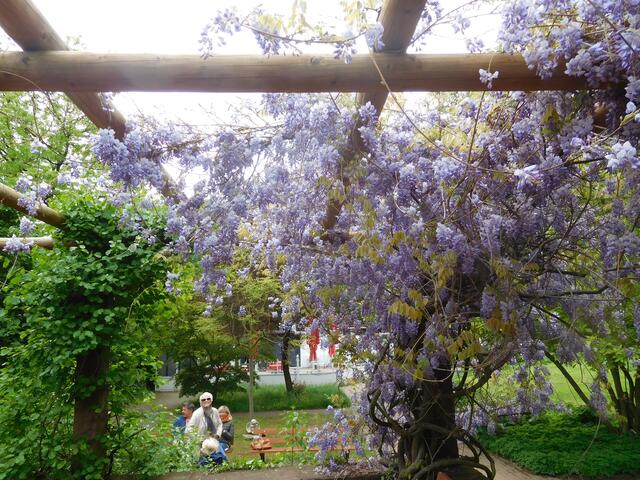 Wenn der lila Flieder wieder blüht....