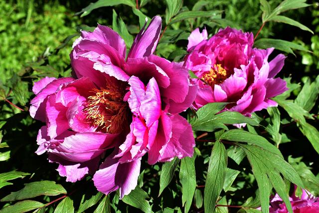 Blütenpracht im Stadtpark