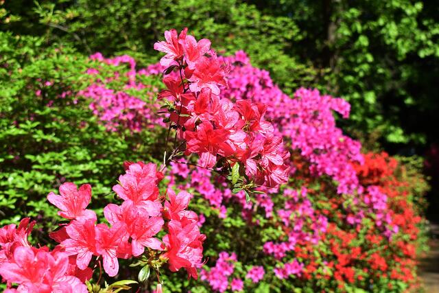 Blütenpracht im Stadtpark