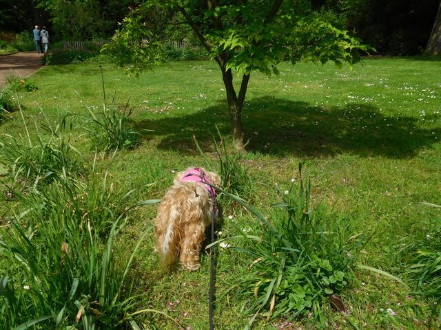 Schnüffelrunde im Park