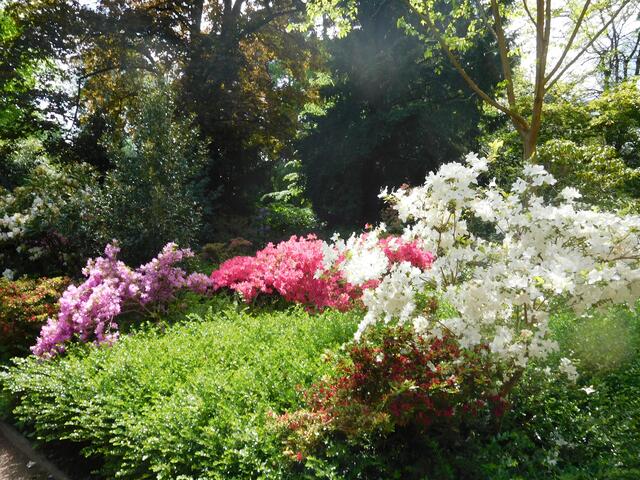 Frühlingsblüten im botanischen Garten Duisburg