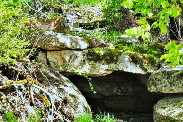 der Luchs Pamina auf dem Dach seiner Wohnhöhle