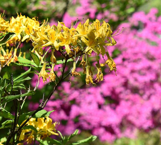 Blütenpracht im Stadtpark