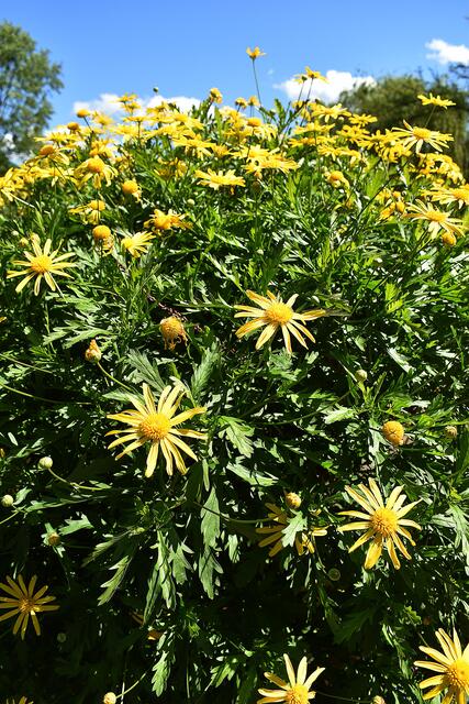 Blütenpracht im Stadtpark