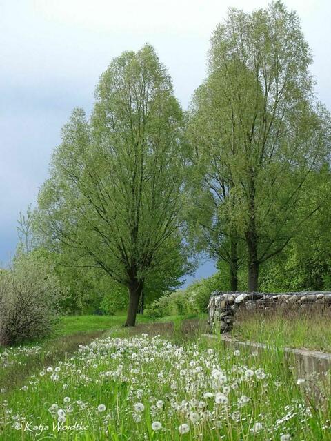 Wetterkapriolen - durch den Wietzepark im Mai. Pusteblumen (Foto: Katja Woidtke) | Foto: Katja Woidtke