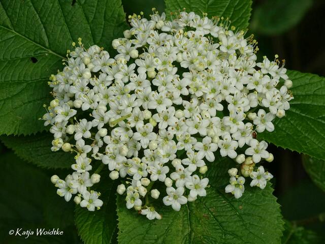 Wetterkapriolen - durch den Wietzepark im Mai (Foto: Katja Woidtke) | Foto: Katja Woidtke