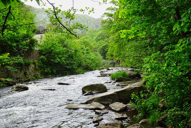Bode kurz vor der Waldkaterbrücke