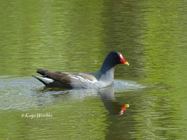 Wetterkapriolen - durch den Wietzepark im Mai: Teichhuhn (Gallinula chloropus) (Foto: Katja Woidtke) | Foto: Katja Woidtke