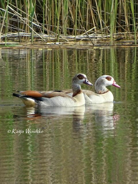 Wetterkapriolen - durch den Wietzepark im Mai: Nilgans (Alopochen aegyptiaca) (Foto: Katja Woidtke) | Foto: Katja Woidtke