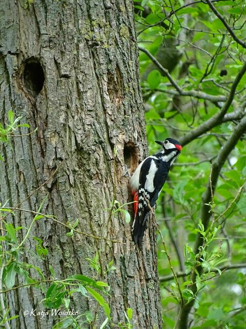 Wetterkapriolen - durch den Wietzepark im Mai: Buntspecht (Dendrocopos major) (Foto: Katja Woidtke) | Foto: Katja Woidtke