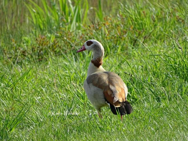 Wetterkapriolen - durch den Wietzepark im Mai: Nilgans (Alopochen aegyptiaca) (Foto: Katja Woidtke) | Foto: Katja Woidtke
