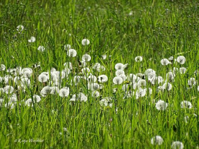 Wetterkapriolen - durch den Wietzepark im Mai: Pusteblumen (Foto: Katja Woidtke) | Foto: Katja Woidtke
