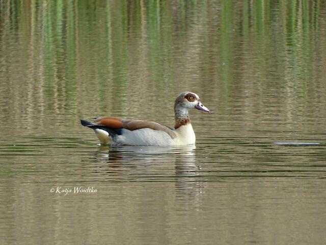 Wetterkapriolen - durch den Wietzepark im Mai: Nilgans (Alopochen aegyptiaca) (Foto: Katja Woidtke) | Foto: Katja Woidtke