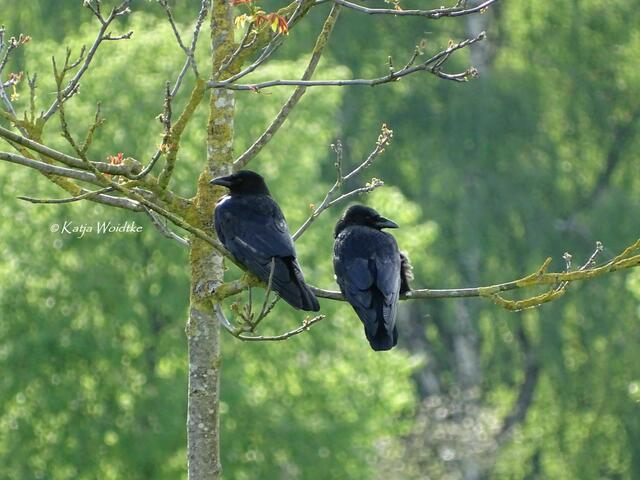Wetterkapriolen - durch den Wietzepark im Mai: Rabenkrähe (Corvus corone) (Foto: Katja Woidtke) | Foto: Katja Woidtke