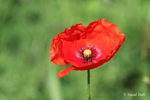 Eine Blume muss es zum Abschluss dann doch noch sein.