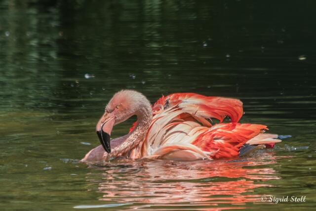 Badetag im Zoo