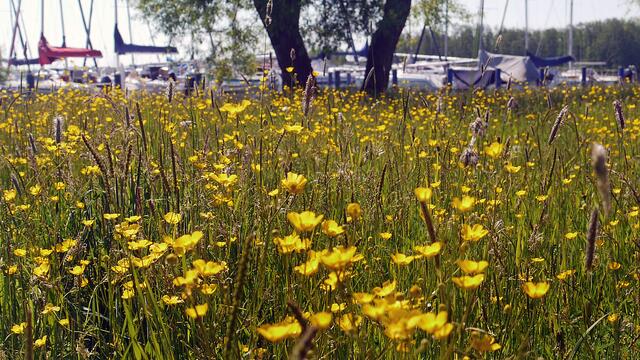 In Ufernähe leuchtet die Wiese durch die unzählig vielen Sumpfdotterblumen. Foto: Helmut Kuzina