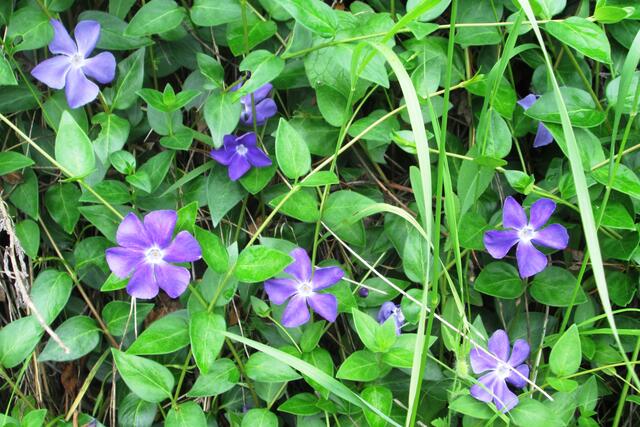 Das Kleine Immergrün.