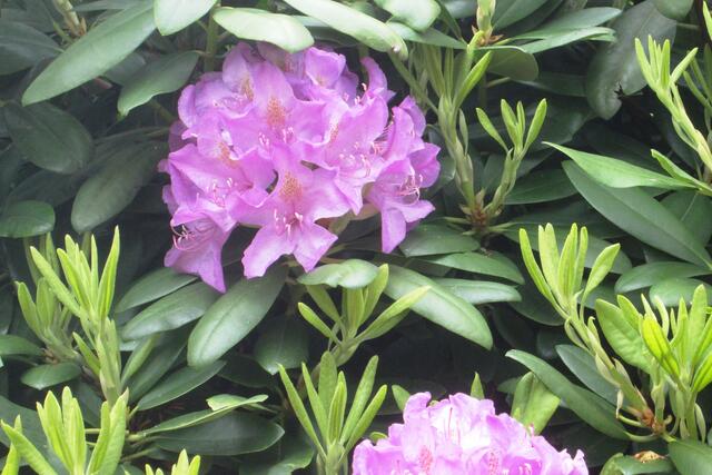 Rhododendronblüten.