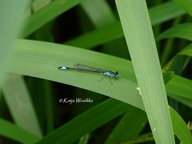 Ein Tag am Steinhuder Meer - Mardorf: Große Pechlibelle (Ischnura elegans), Männchen (Foto: Katja Woidtke) | Foto: Katja Woidtke