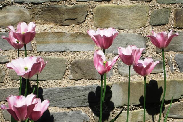 Letzte Tulpenblüten in der Abendsonne.