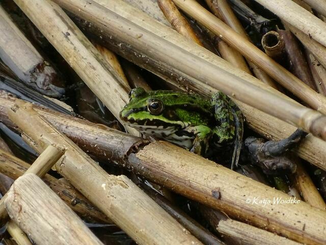 Ein Tag am Steinhuder Meer - Mardorf: Wasserfrosch (Foto: Katja Woidtke) | Foto: Katja Woidtke