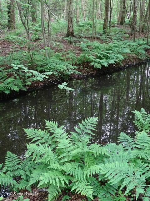Ein Tag am Steinhuder Meer - Mardorf: Rechts und links des Grabens am Moorpfad wachsen Farne (Foto: Katja Woidtke) | Foto: Katja Woidtke