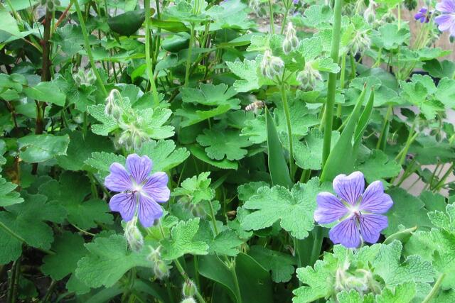 Biene im Anflug auf den Storchenschnabel.