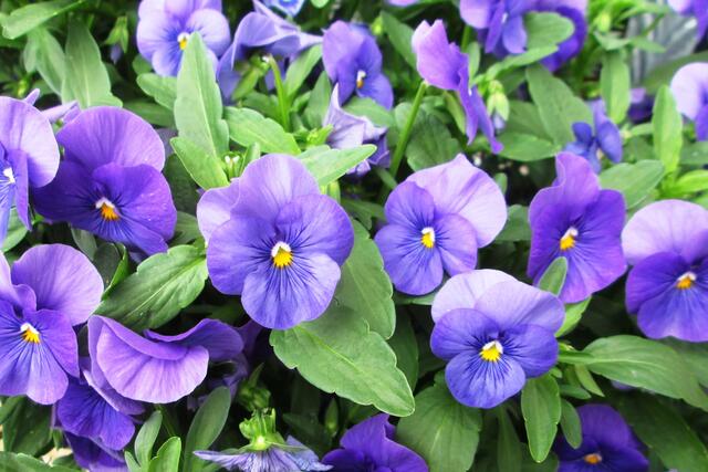 Hornveilchenblüten.