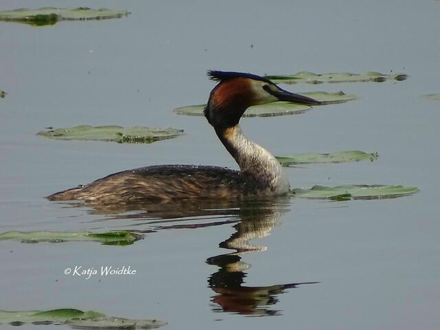 Ein Tag am Steinhuder Meer - Mardorf: Haubentaucher (Podiceps cristatus) (Foto: Katja Woidtke) | Foto: Katja Woidtke