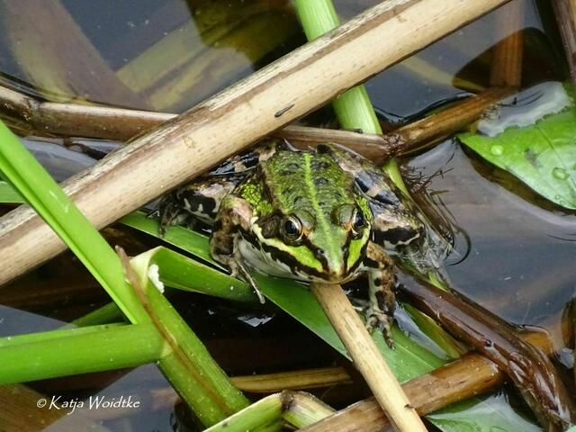 Ein Tag am Steinhuder Meer - Mardorf: Wasserfrosch  (Foto: Katja Woidtke) | Foto: Katja Woidtke
