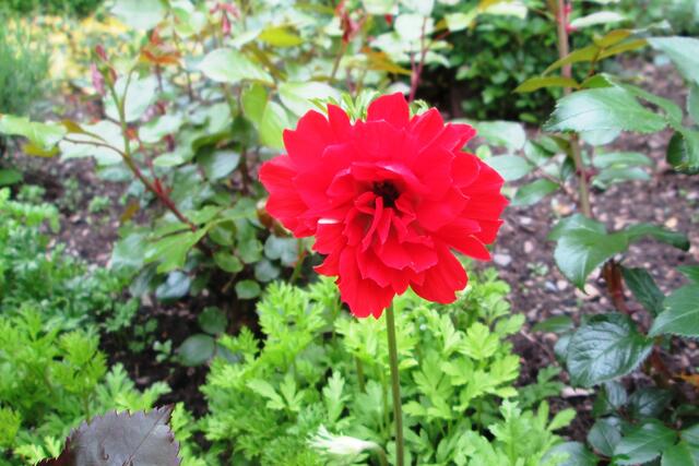 Kronen-Anemone (Anemone coronaria).