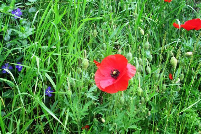 Blumenhang mit Mohnlüte.