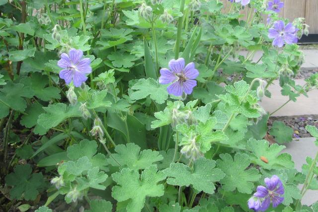 Storchenschnabel hat Bienenbesuch