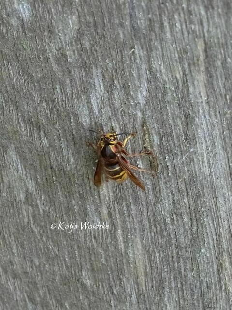 Ein Tag am Steinhuder Meer - Mardorf: Hornisse (Vespa crabro) (Foto: Katja Woidtke) | Foto: Katja Woidtke
