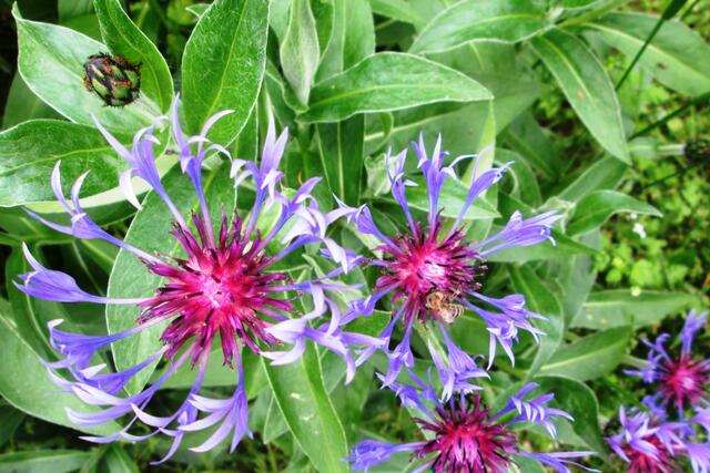 Bergflockenblume (Centaurea montana).