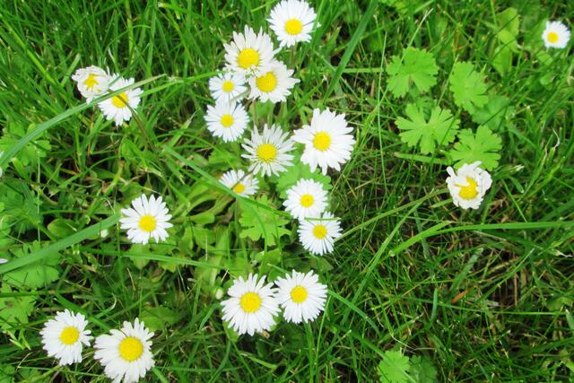 Gänseblümchen (Bellis perennis).